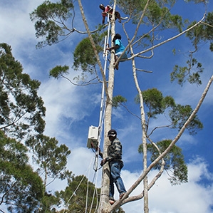 레인지네트웍스 인도네시아 파푸아 지역에 나무에 설치된 기지국