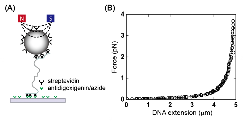 ▲ 자성트위저에 의한 단일 DNA 분자의 역학적 제어 설명 그림. (A)는 자석 구슬에 부착된 단일 DNA 분자의 개략도. (B)는 자성트위저에 의해 인가된 힘에 따른 DNA 분자 길이 변화 곡선.(자료=홍석철 고려대학교 물리학과 교수)