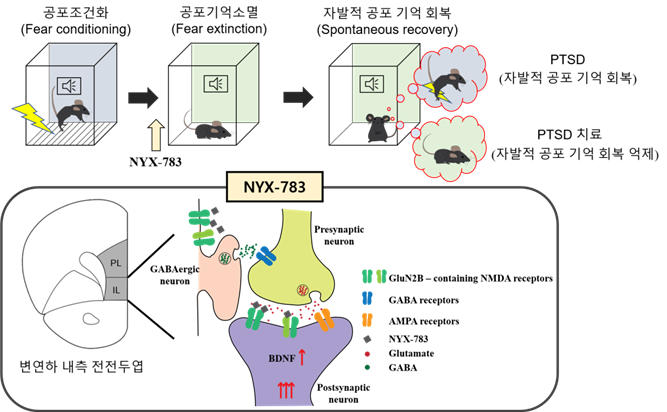 ▲ NYX-783의 PTSD 치료 효과 기전 설명 자료. NYX-783을 주사한 쥐는 PTSD 모델에서 나타나는 자발적 공포 기억 회복이 억제되고, 약물에 의한 변연하 내측 전전두엽에서의 GluN2B 소단위체를 포함하는 NMDA 수용체의 활성과 BDNF 단백질의 발현 증가되는 것이 확인됐다.(자료=이보영 기초과학연구원 연구위원)